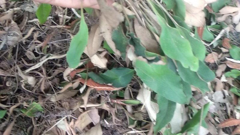 石韦小叶整颗干货猫耳朵野生整棵无硫干货