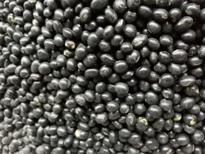黑豆。东北黑豆抛光比重色选