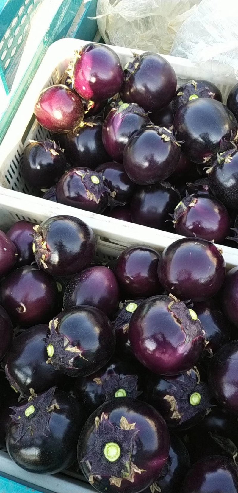 茄子🍆