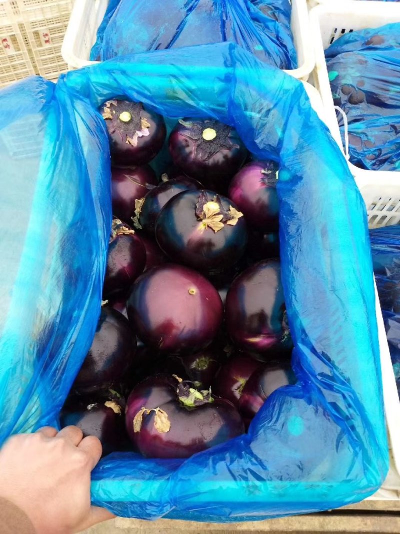 茄子🍆