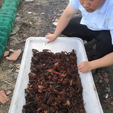龙虾出售