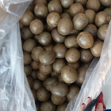 振兴药材批发供应罗汉果规格齐全产地直供一手货源全国发货