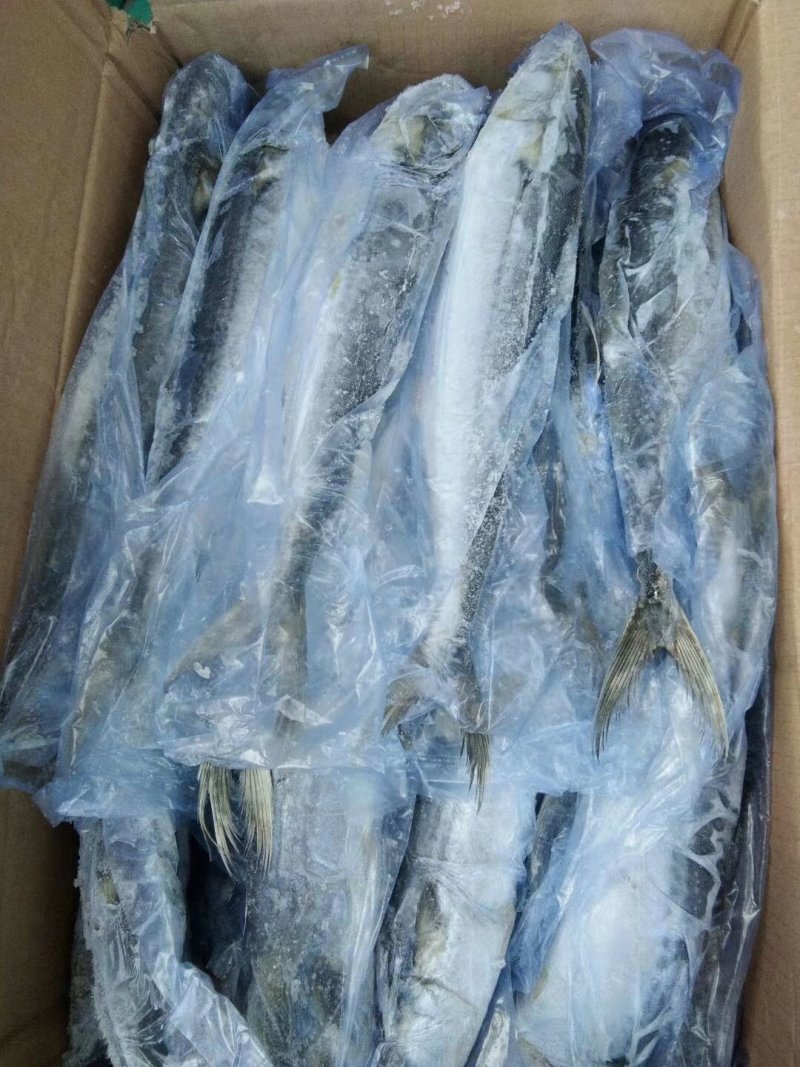 新鲜大小马鲛鱼，肉多刺少