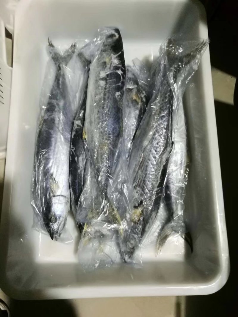 新鲜大小马鲛鱼，肉多刺少