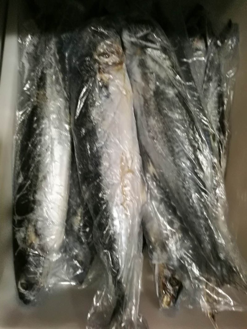 新鲜大小马鲛鱼，肉多刺少