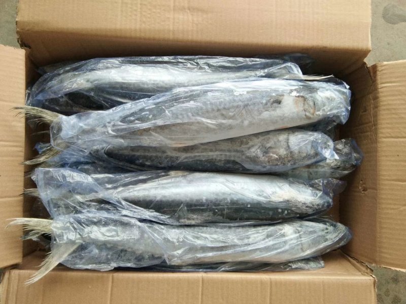 新鲜大小马鲛鱼，肉多刺少