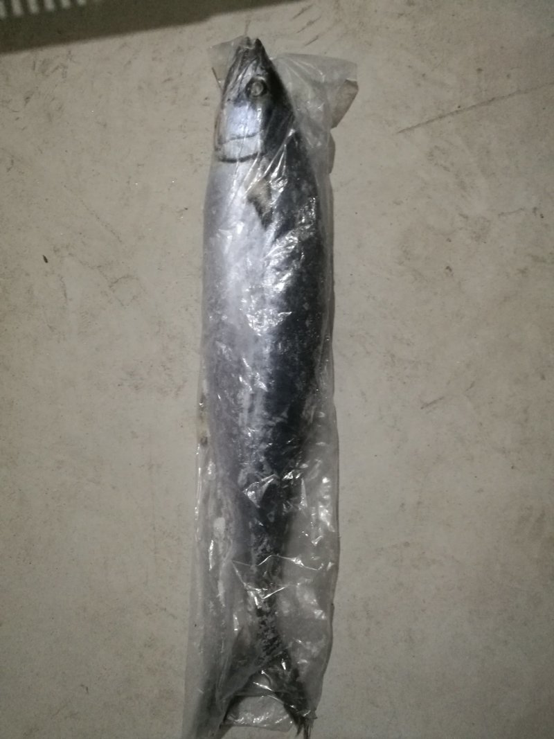 新鲜大小马鲛鱼，肉多刺少