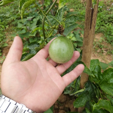 准备大量百香果上市