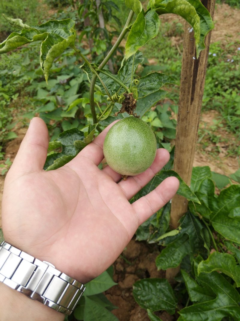 准备大量百香果上市