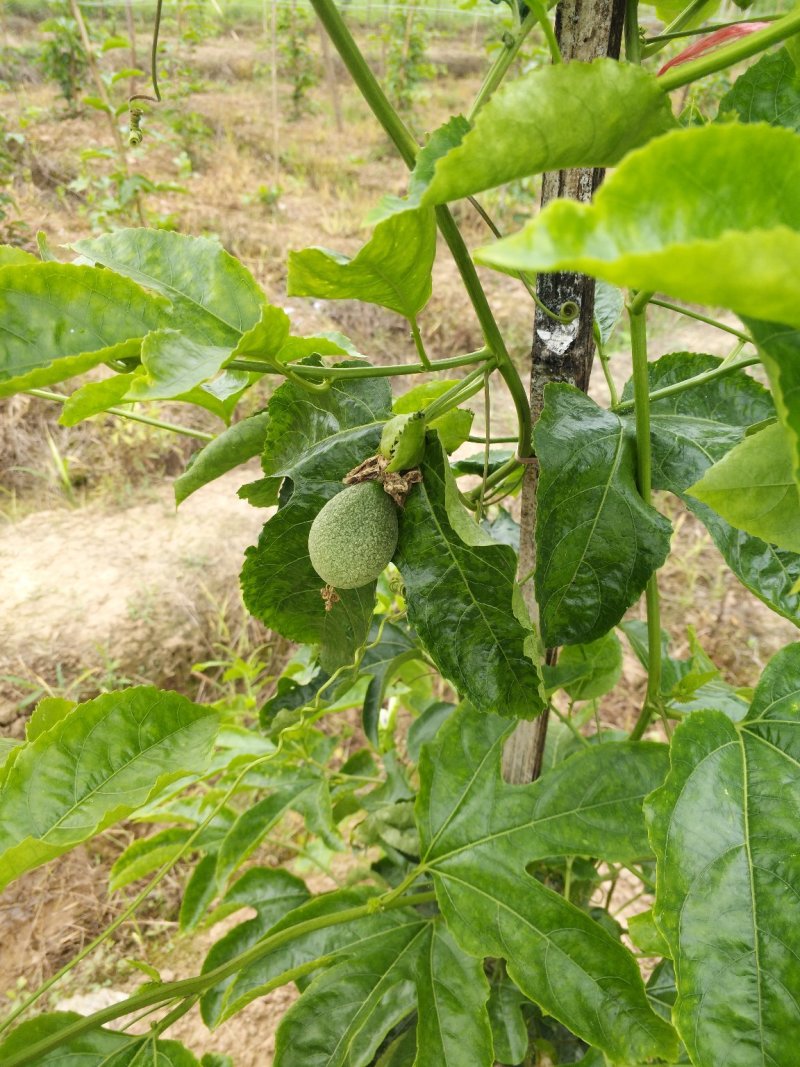 准备大量百香果上市