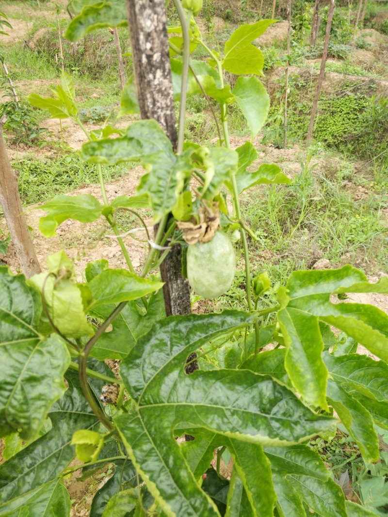 准备大量百香果上市