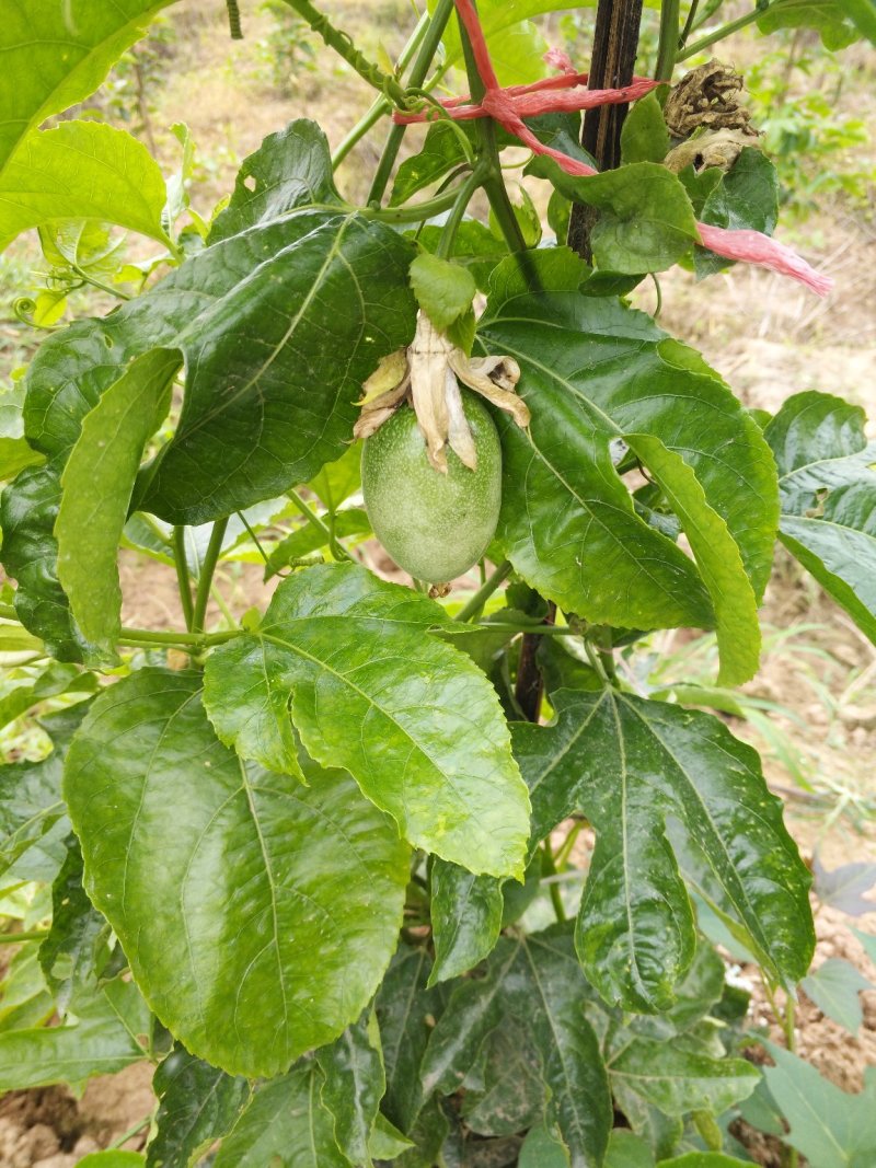 准备大量百香果上市
