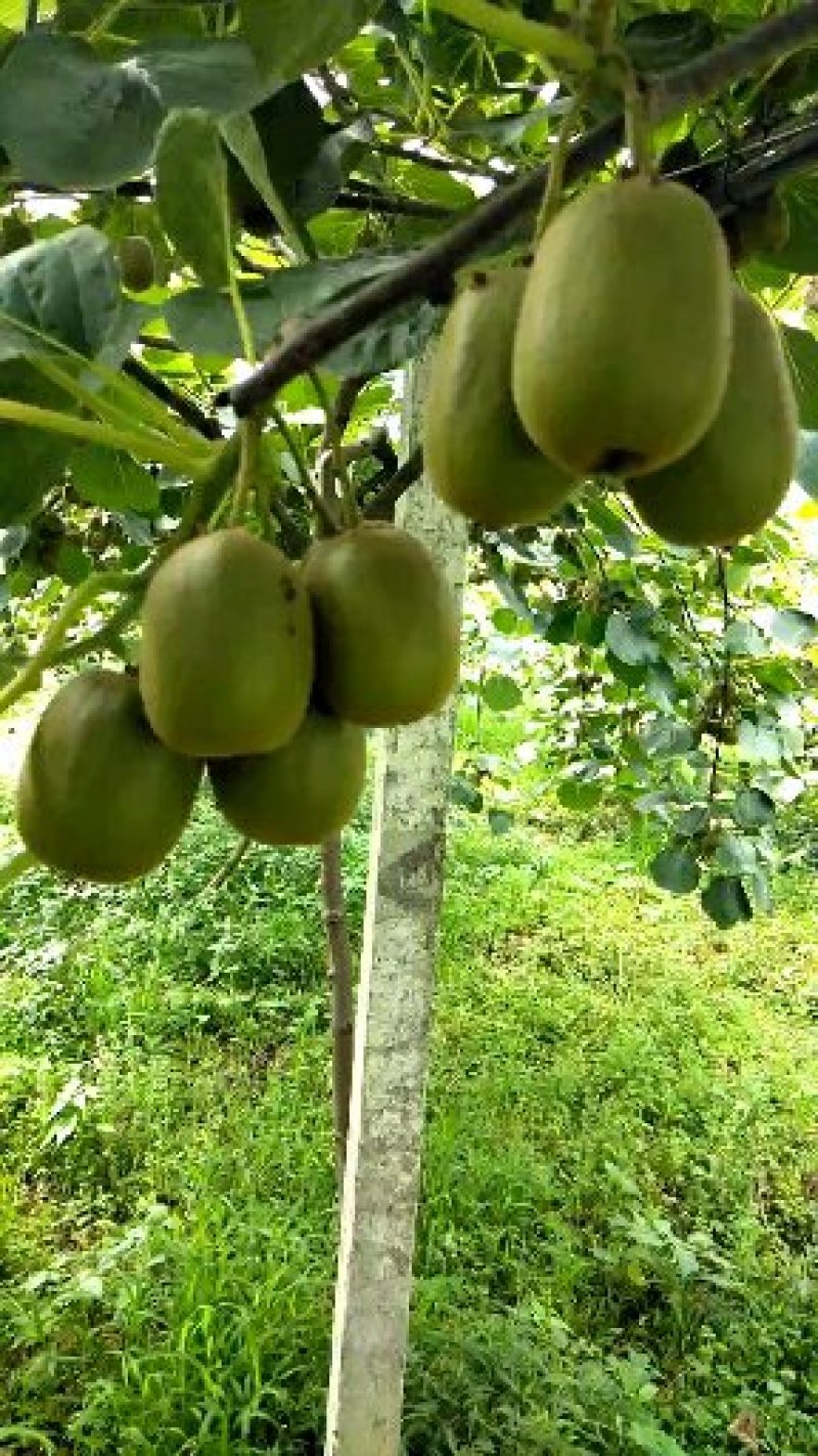 代办猕猴桃红心及东红及金艳大量预订了规格由你定。