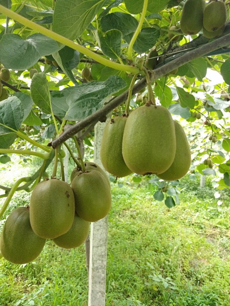 代办猕猴桃红心及东红及金艳大量预订了规格由你定。