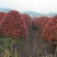 高杆红叶石楠树