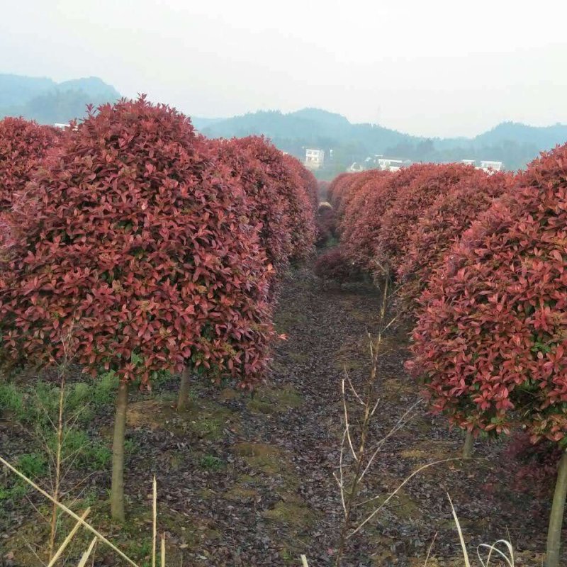高杆红叶石楠树