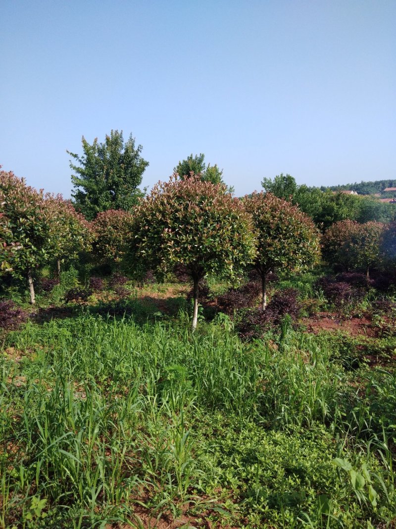 高杆红叶石楠树