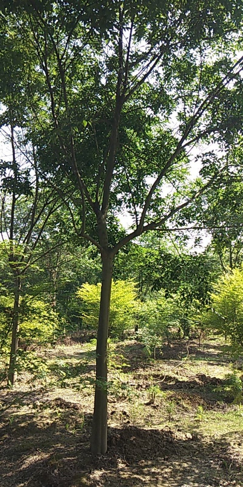 栾树