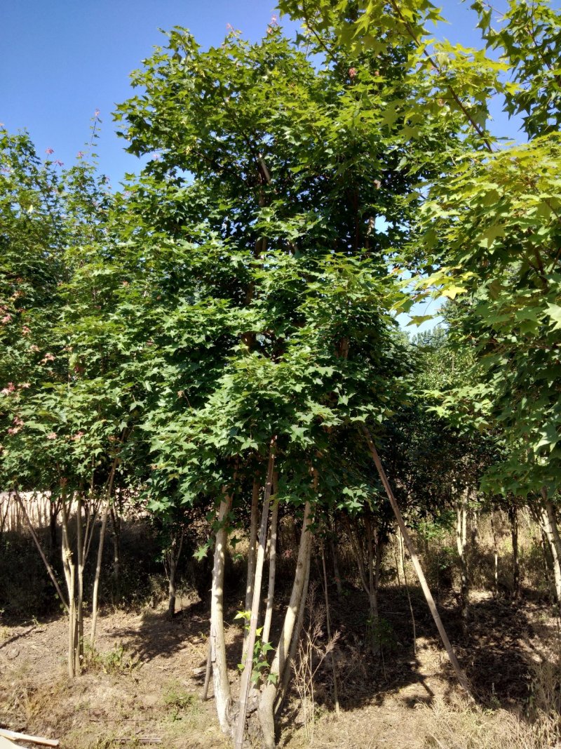 丛生五角枫