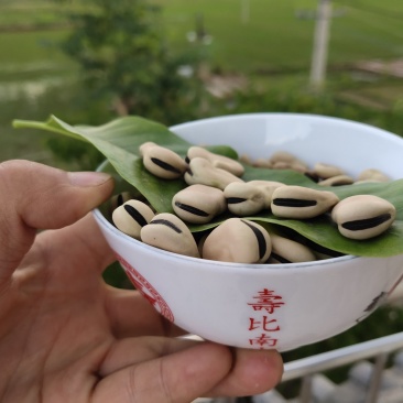 2019年新蚕豆、干蚕豆颗粒饱满