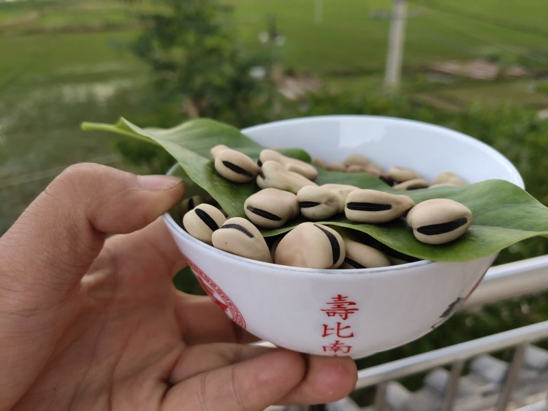 2019年新蚕豆、干蚕豆颗粒饱满