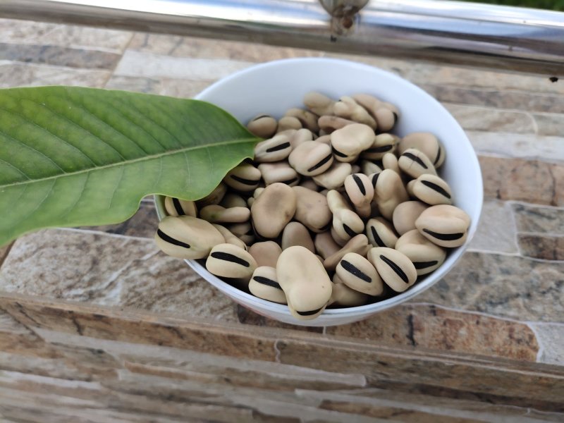 2019年新蚕豆、干蚕豆颗粒饱满
