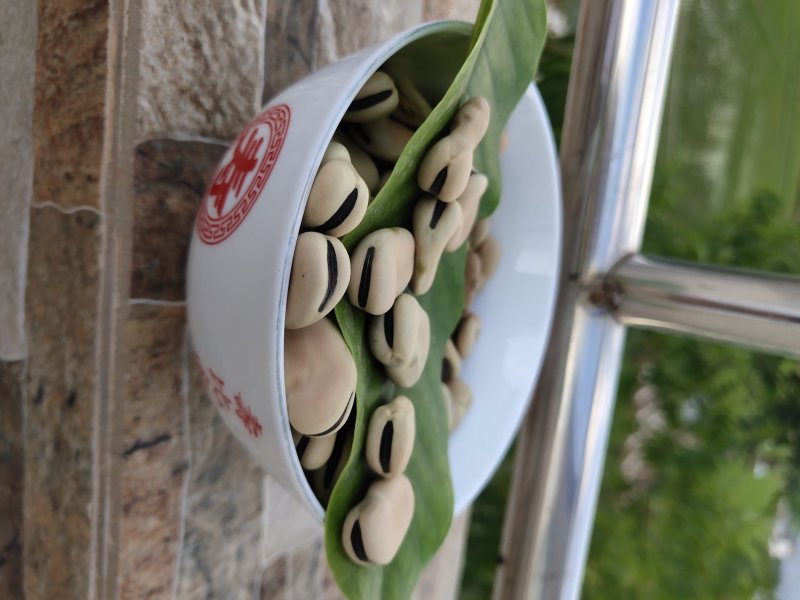 2019年新蚕豆、干蚕豆颗粒饱满