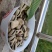 2019年新蚕豆、干蚕豆颗粒饱满