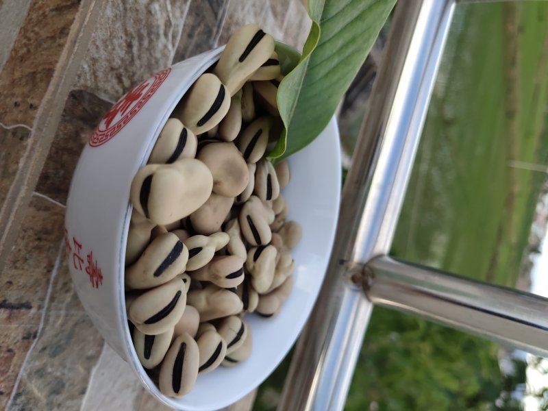 2019年新蚕豆、干蚕豆颗粒饱满