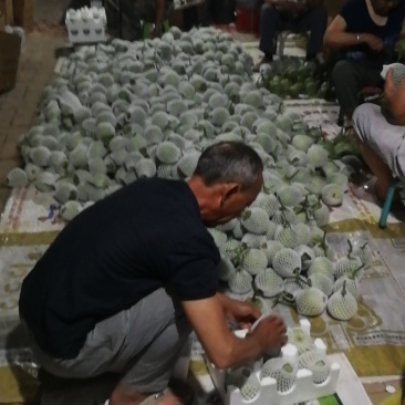 精品绿宝，十斤装12头，头茬瓜，目前瓜香脆蔓翠绿