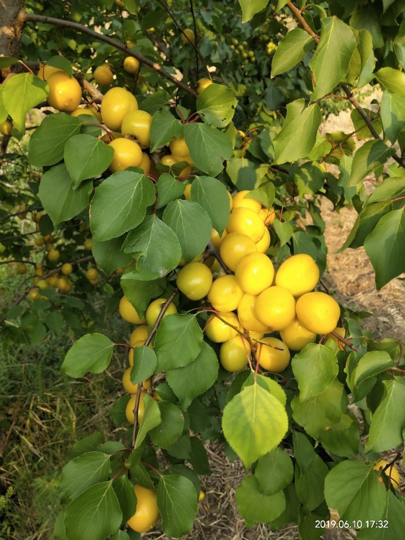 珍珠油杏