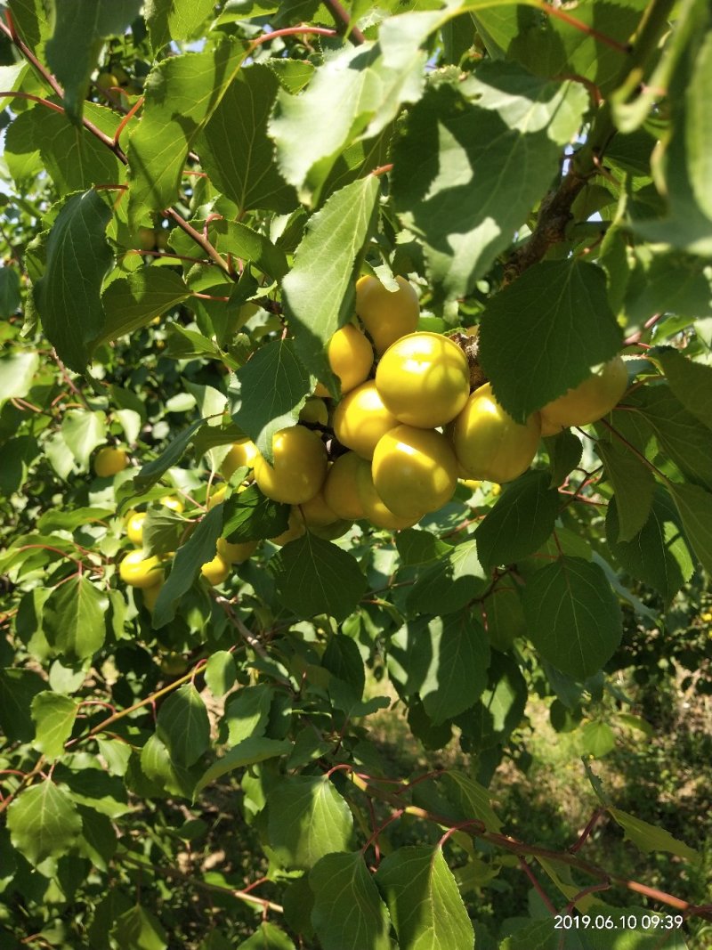 珍珠油杏