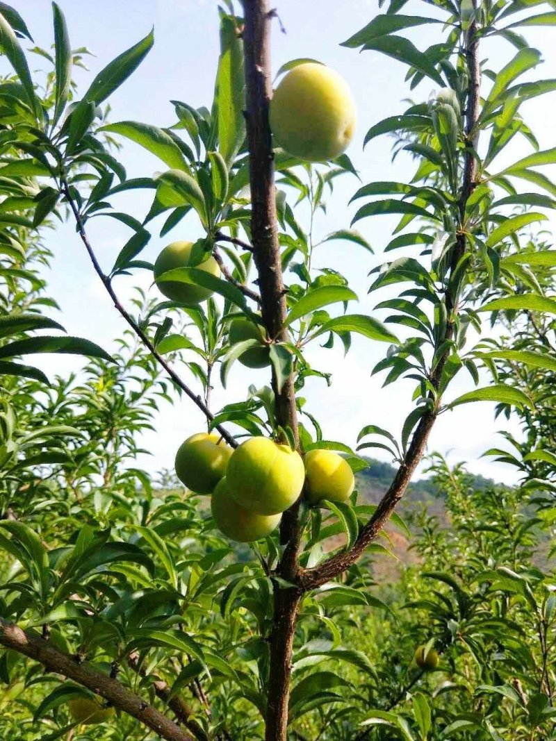 六马正宗蜂糖李子，