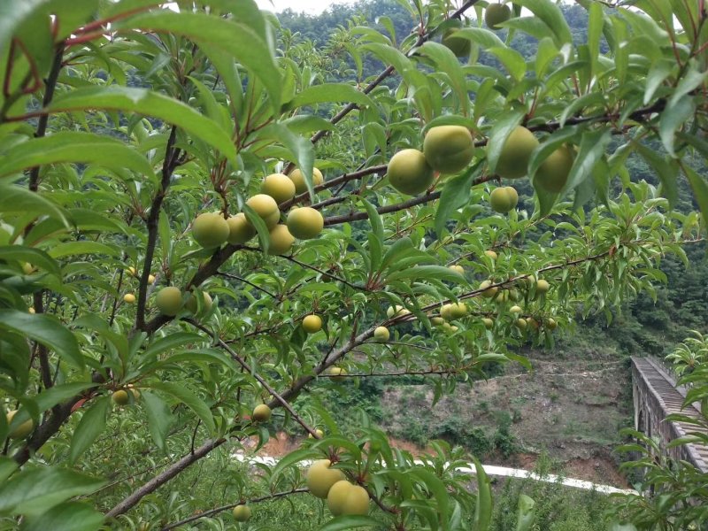 六马正宗蜂糖李子，