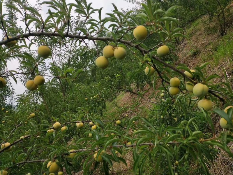 六马正宗蜂糖李子，