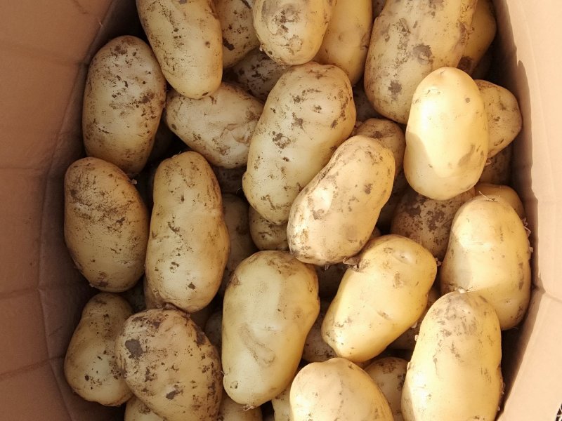 土豆荷兰十五806中暑沃土各种土豆5月20号后大量上市