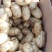 土豆荷兰十五806中暑沃土各种土豆5月20号后大量上市