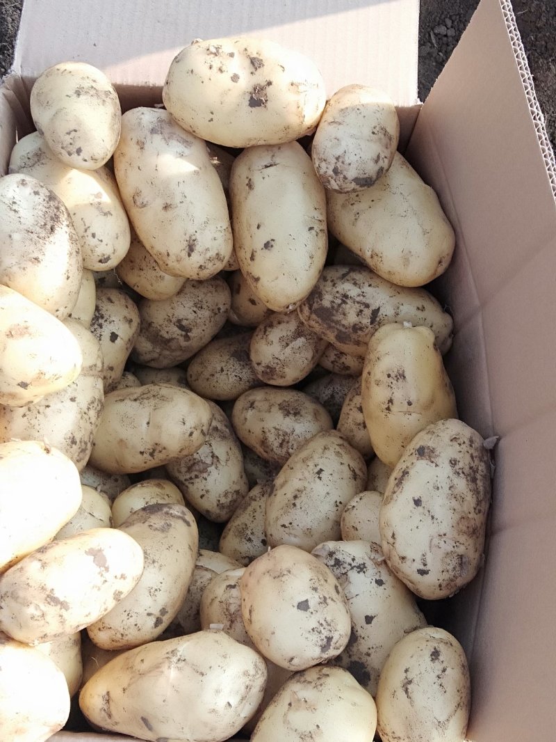 土豆荷兰十五806中暑沃土各种土豆5月20号后大量上市