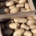 土豆荷兰十五806中暑沃土各种土豆5月20号后大量上市