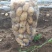 土豆荷兰十五806中暑沃土各种土豆5月20号后大量上市