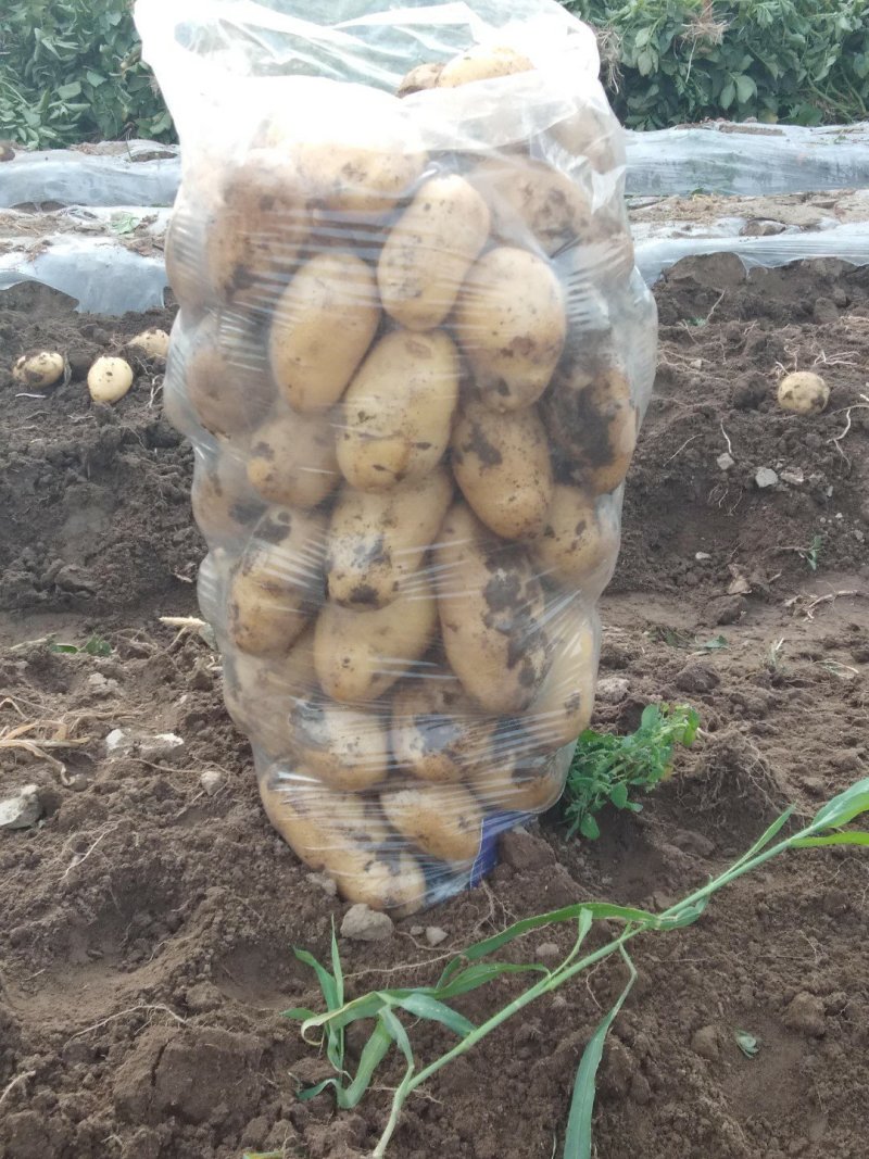 土豆荷兰十五806中暑沃土各种土豆5月20号后大量上市