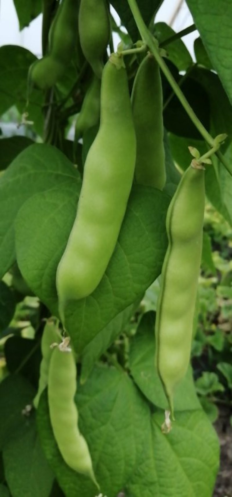 油豆角，红金钩，黄金沟，九月青，六粒王！七粒王！