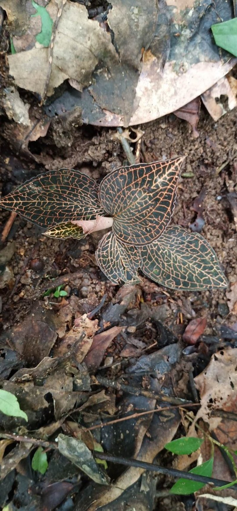 正宗纯野生金线莲（正品）