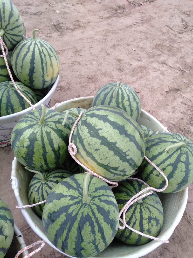 美都头茬无籽西瓜大量供应皮薄瓤红包熟包甜货源充足欢迎合作