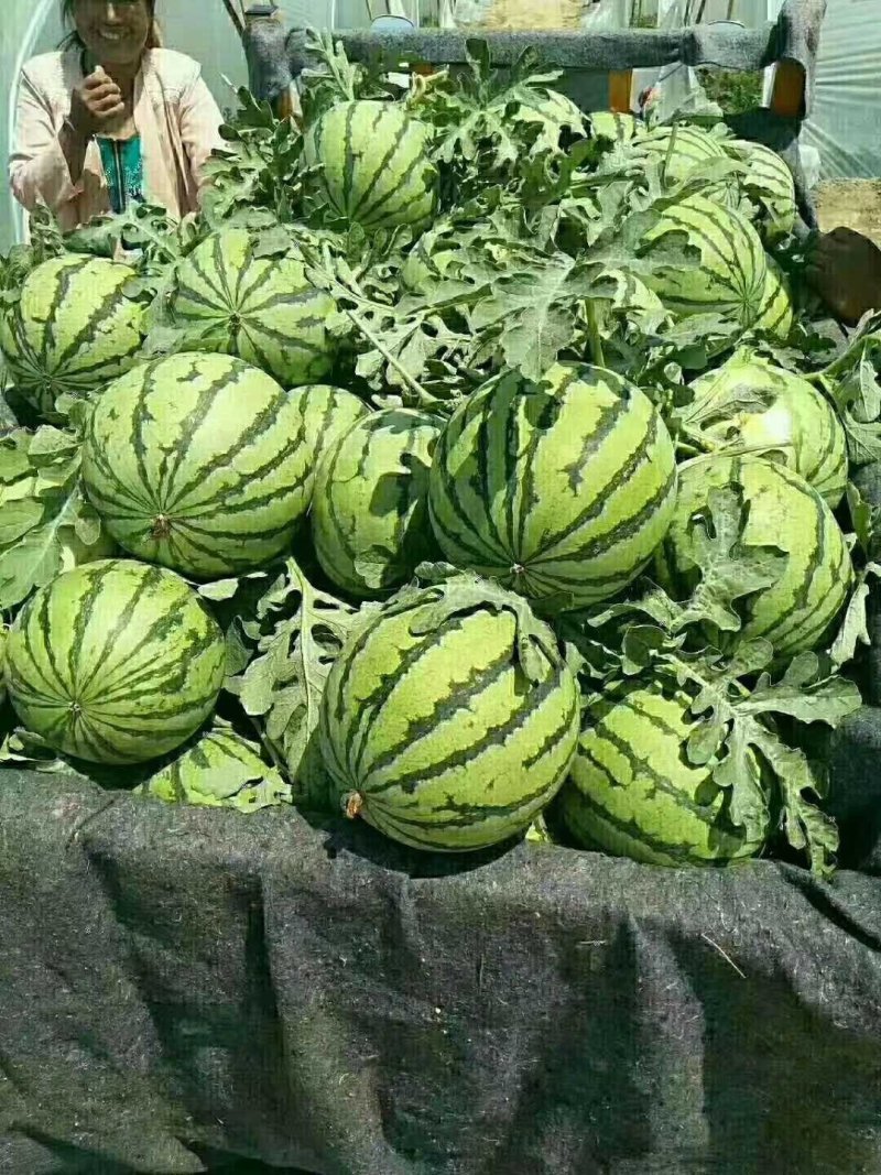 【预售】8424西瓜-基地直供-货源充保证质量-保证质量
