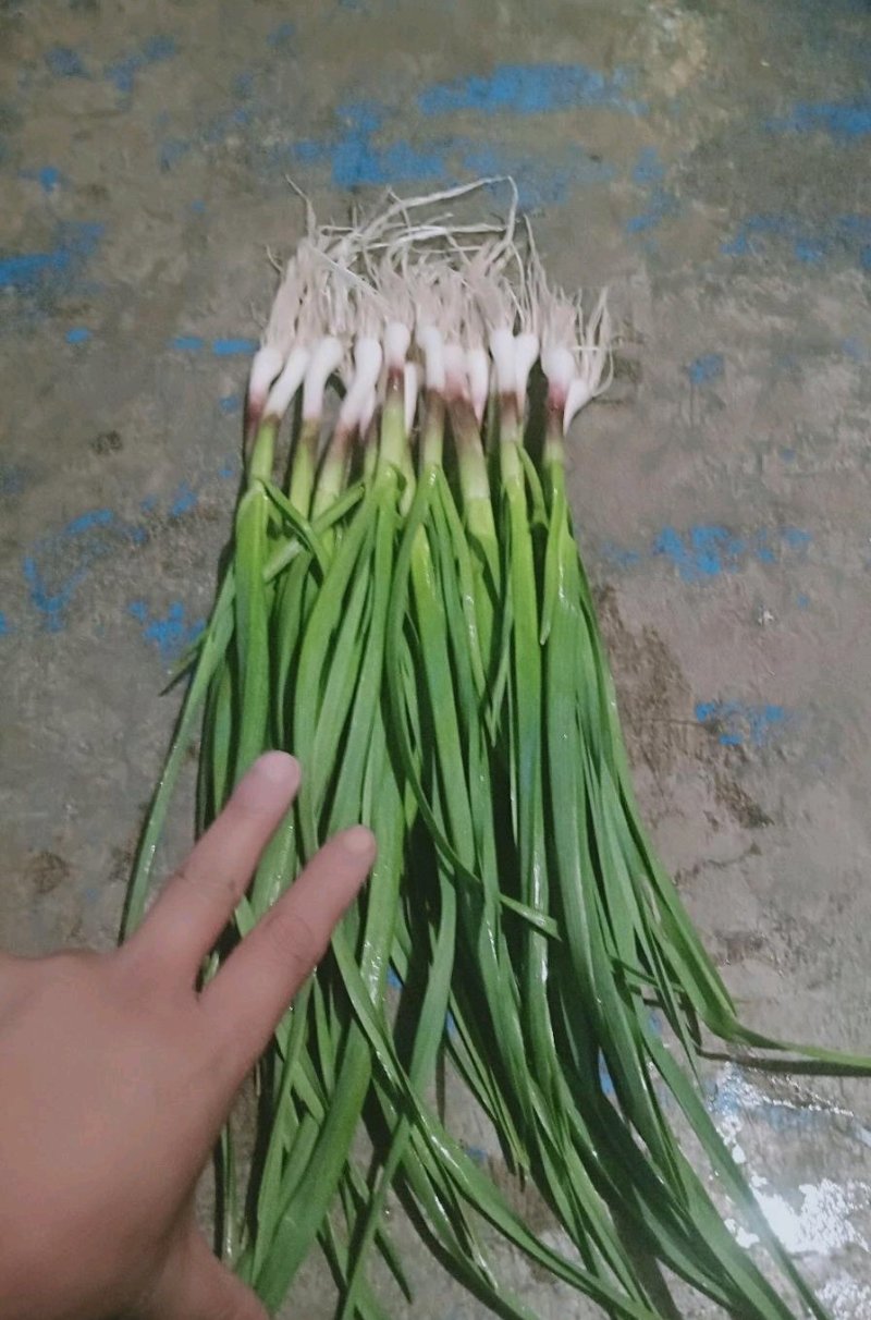 东北一点红蒜苗大量上市，价格合理！欢迎采购！