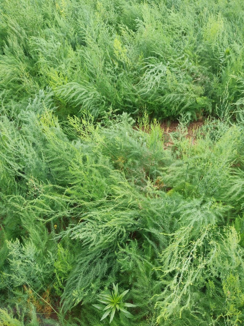 芦笋苗芦笋种子籽苗种孑苗四季种植高产食用包邮现挖先发绿紫