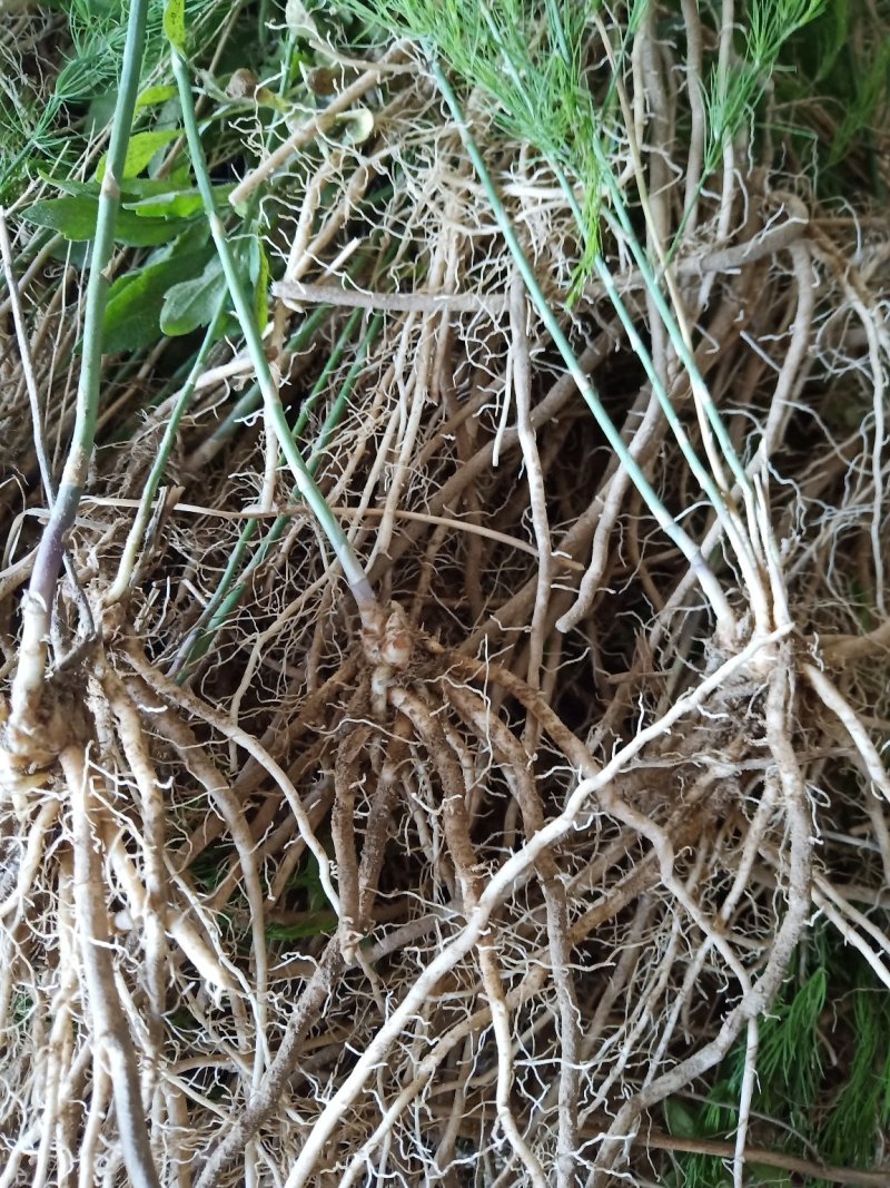 芦笋苗芦笋种子籽苗种孑苗四季种植高产食用包邮现挖先发绿紫