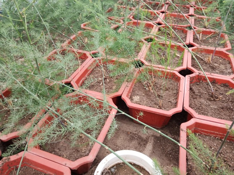 芦笋苗芦笋种子籽苗种孑苗四季种植高产食用包邮现挖先发绿紫