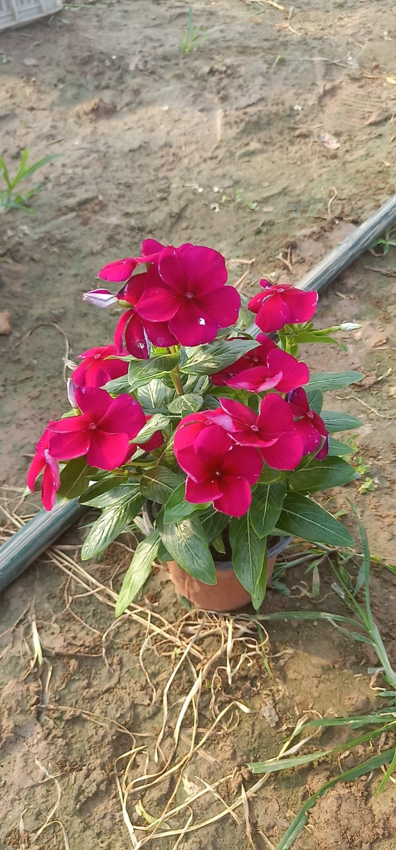 山东青州长春花基地直发可视频看货量大价优